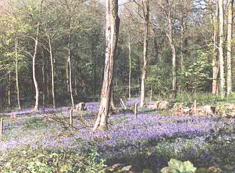 Bluebells 1